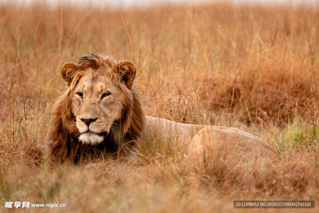 草原上休憩的雄狮