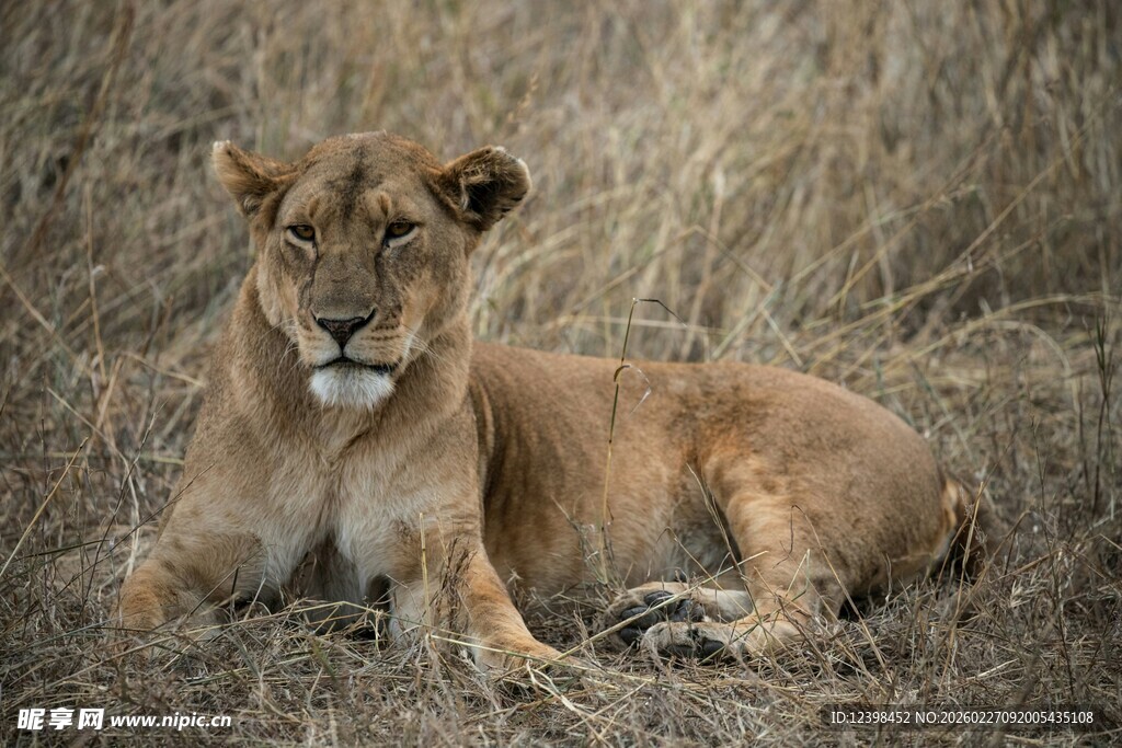 草原上休憩的母狮