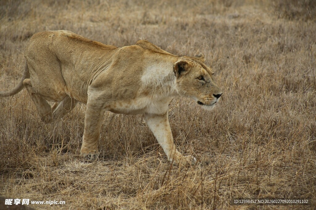 草原上行走的年轻狮子