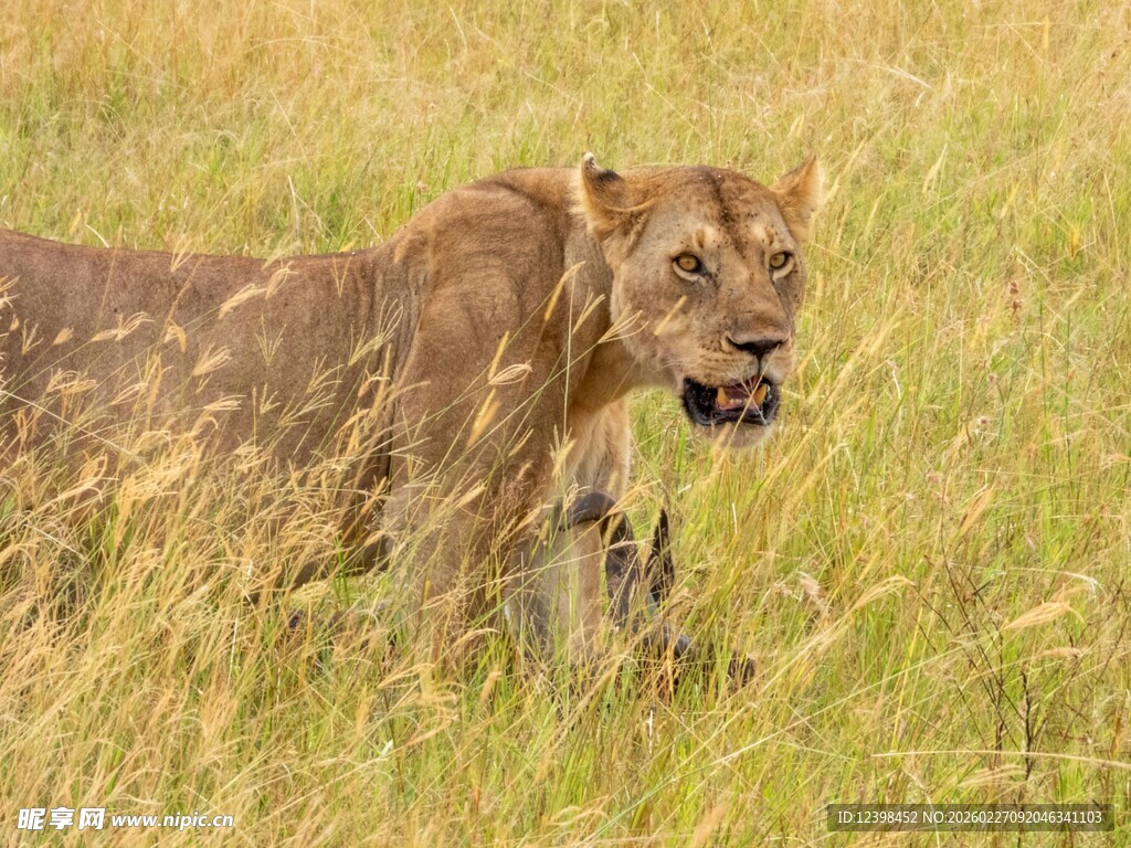 草原上行走的健壮母狮