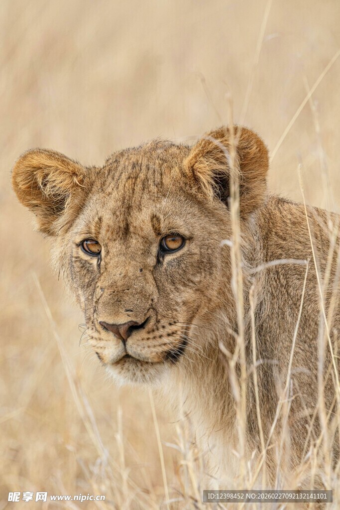 草原上的小狮子