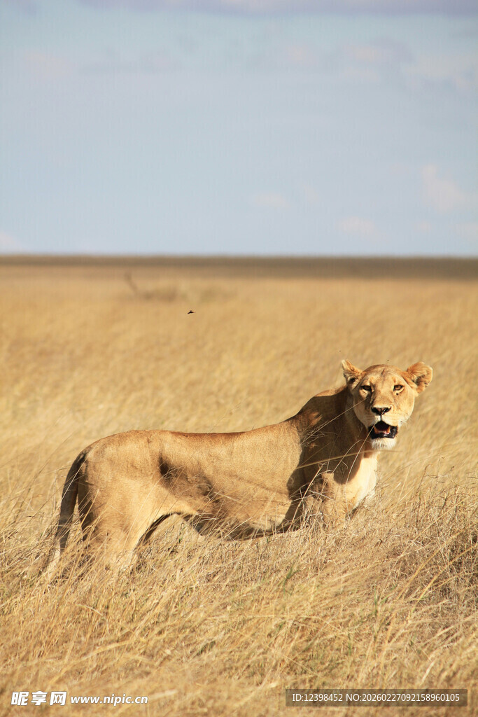 草原上的孤独母狮