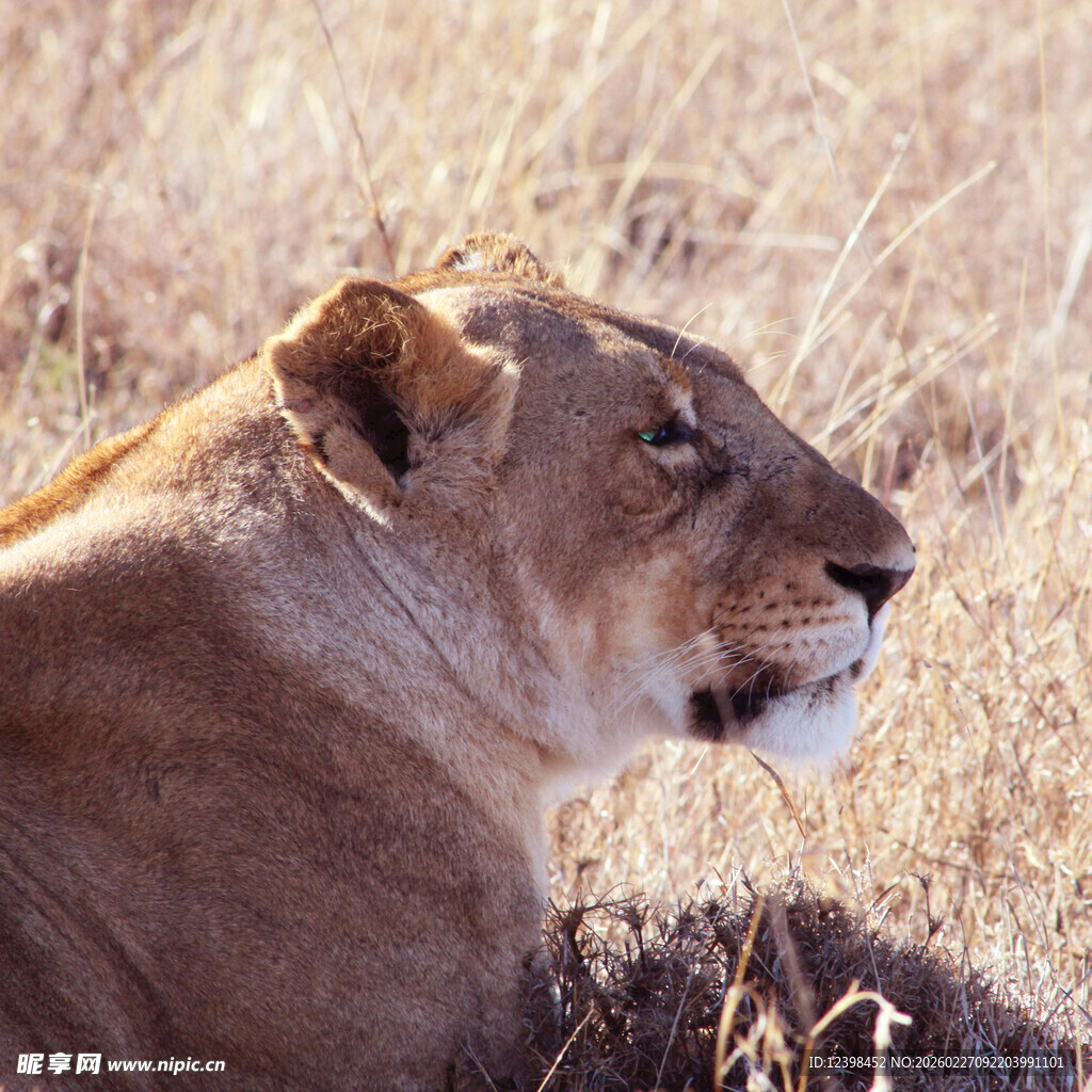 草原上休憩的母狮