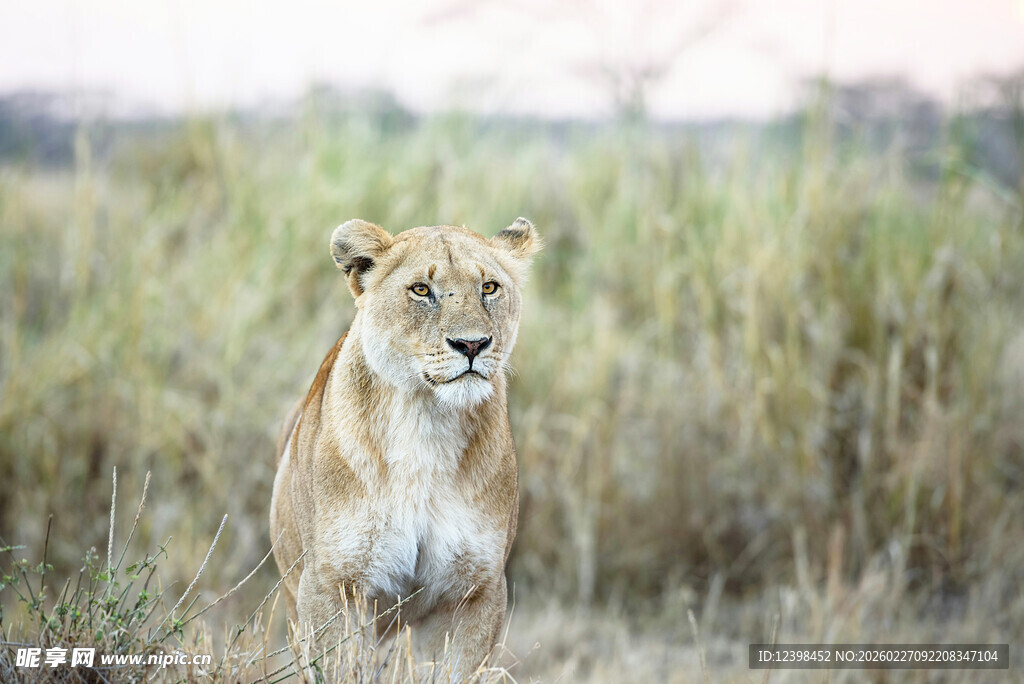 草原上的独行母狮