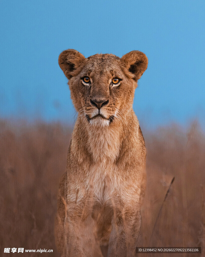 草原上的小狮子