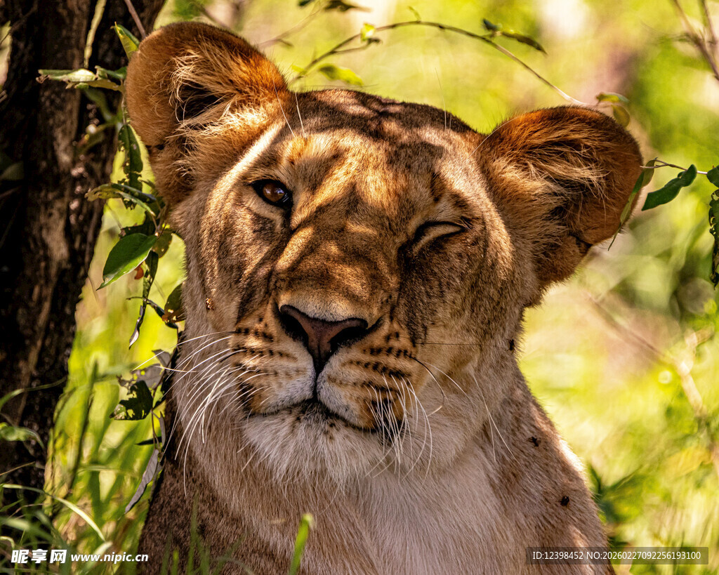 草原上的威严母狮