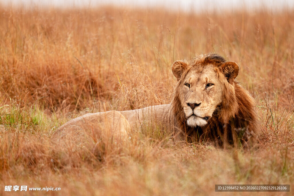 草原上休憩的雄狮