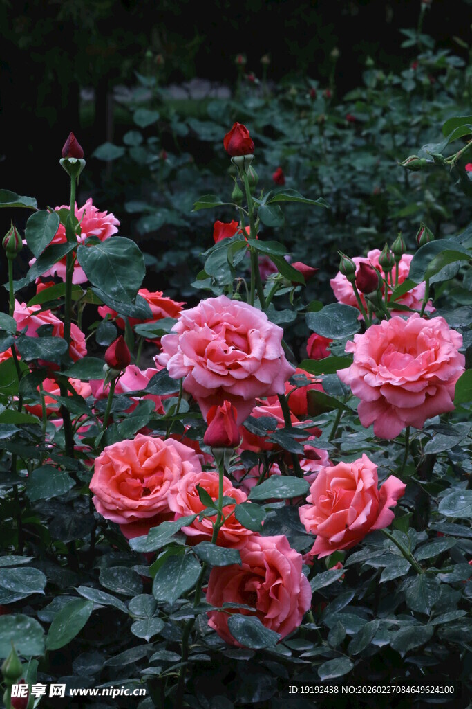 月季花  