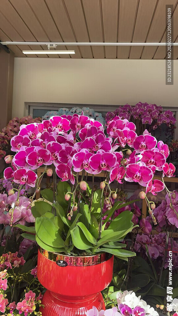 蝴蝶兰盆栽