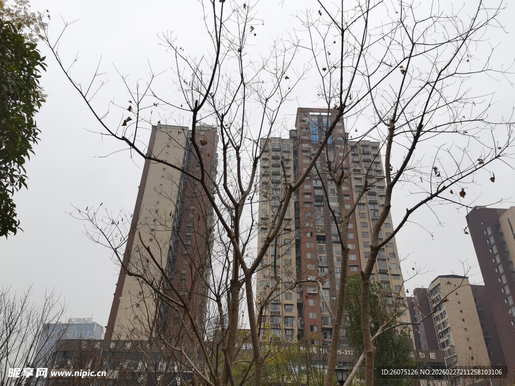 高楼间的萧瑟树木