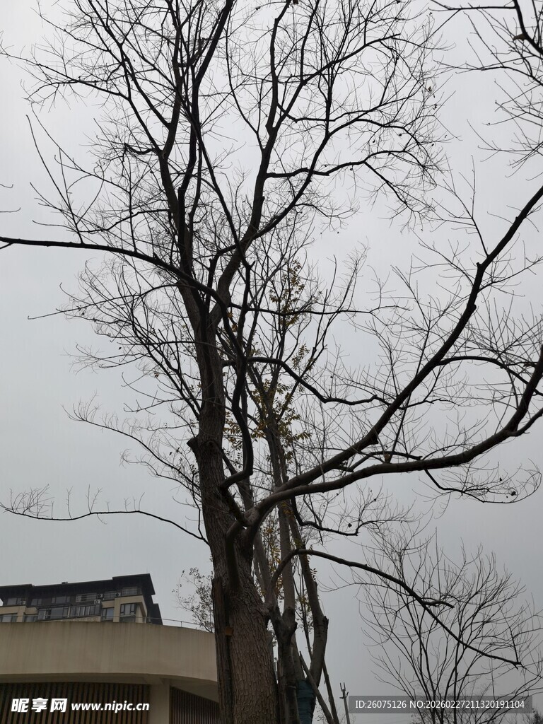 冬日枯树与房屋景象