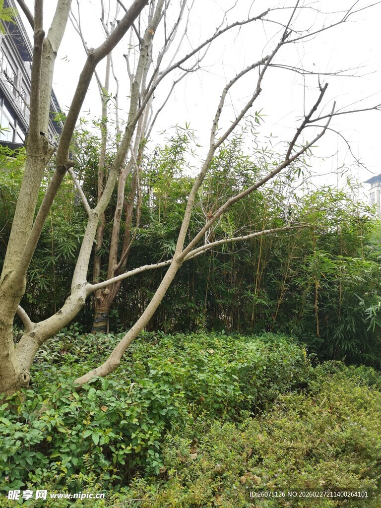 野外繁茂树林与丛生草木