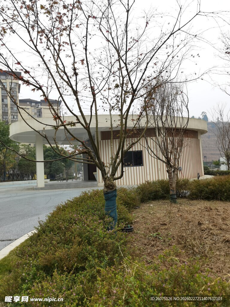 庭院中的树木与建筑景观