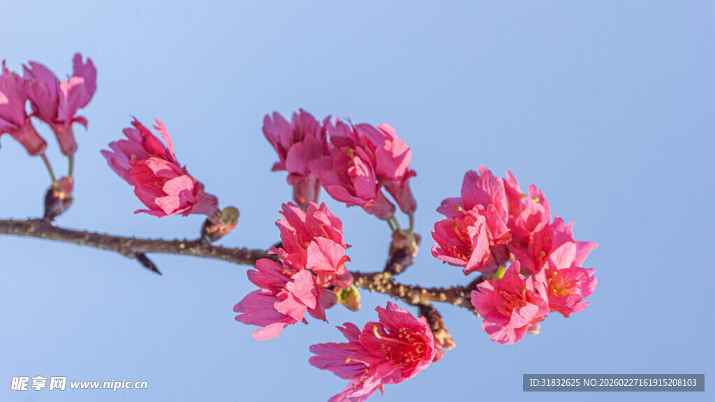 蓝天映衬下的娇艳樱花