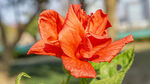 娇艳橙红色扶桑花特写