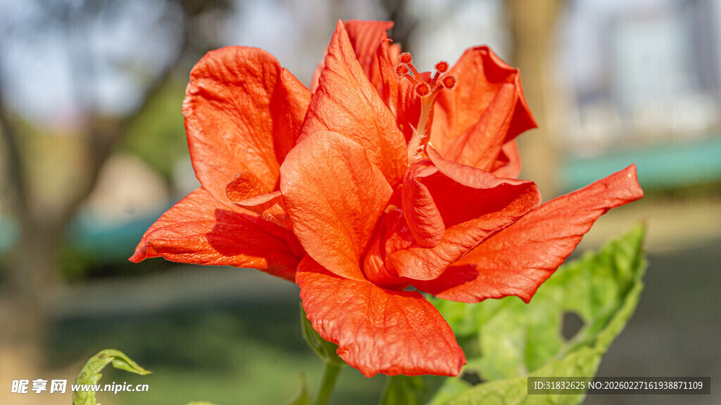 娇艳橙红色扶桑花特写