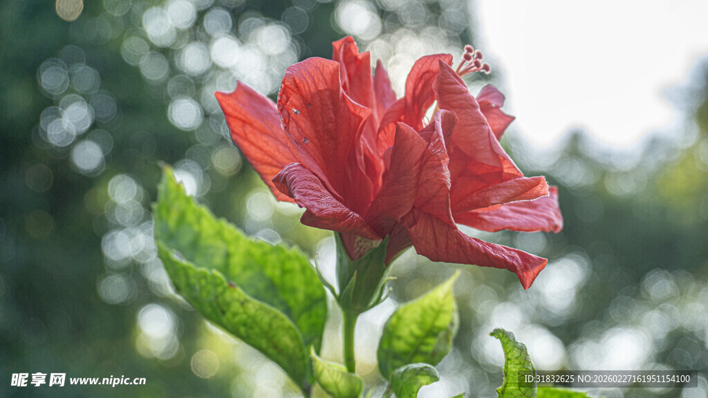 娇艳带露的红色扶桑花
