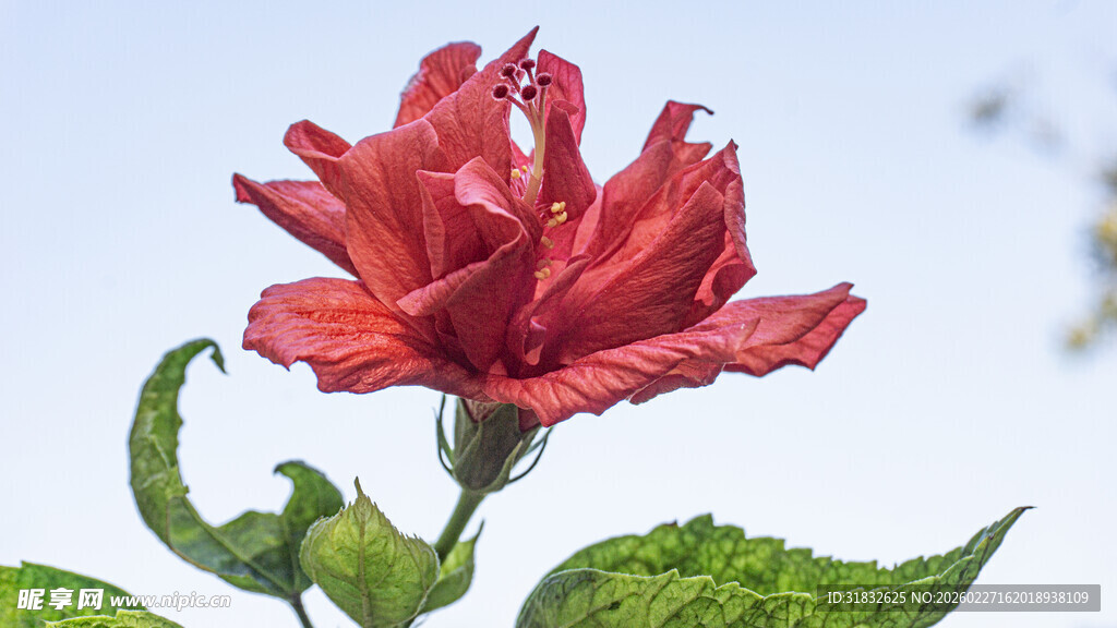 娇艳红扶桑花特写