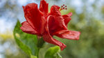 娇艳红色扶桑花特写