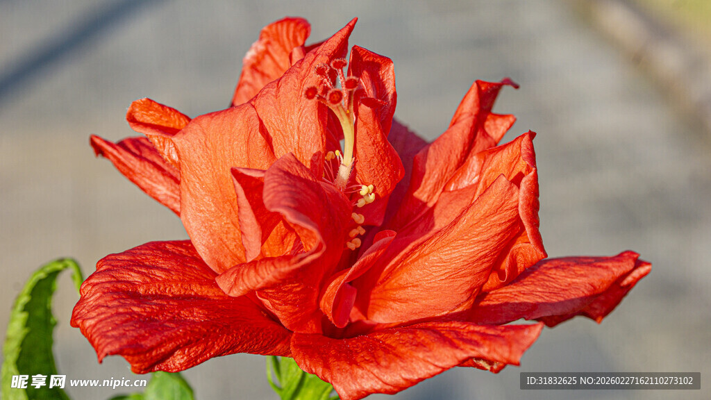 鲜艳橙红色扶桑花特写