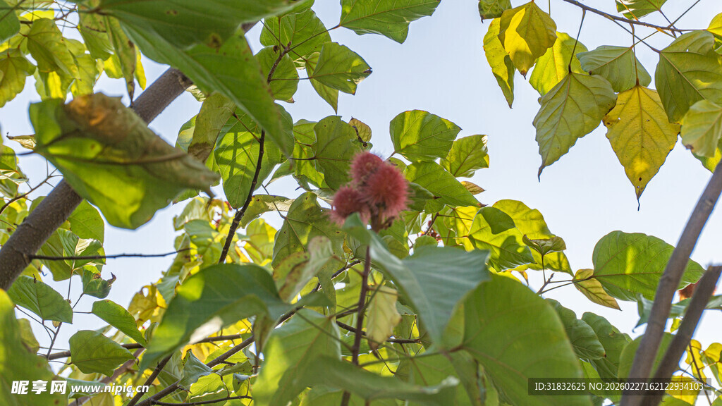 枝头红果隐于绿叶间