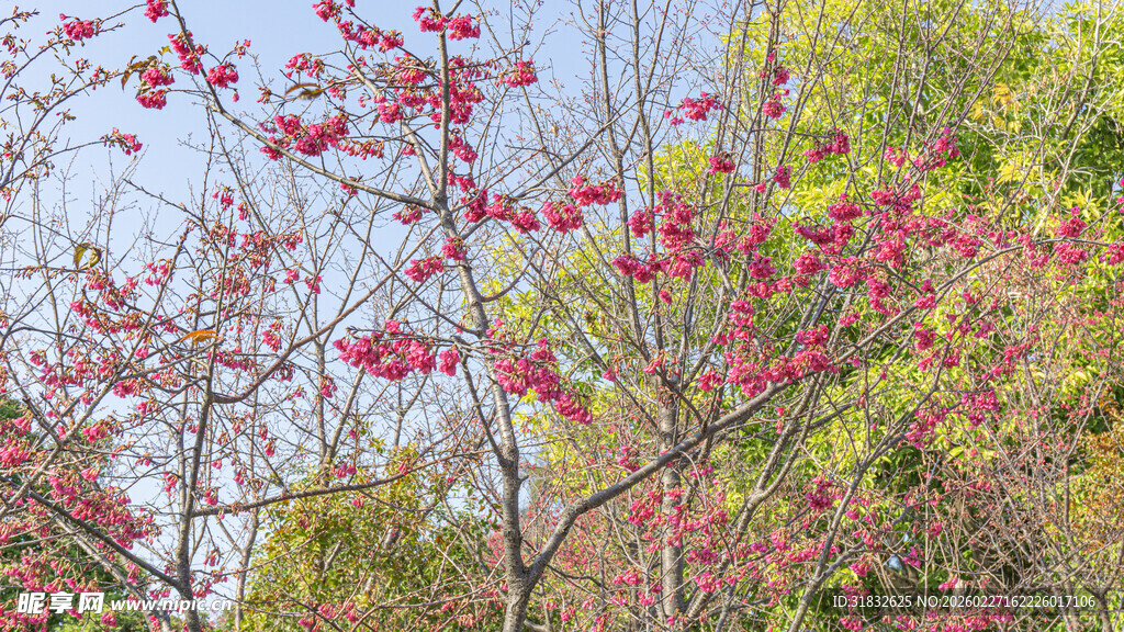 秋日樱花满树的绚烂景象