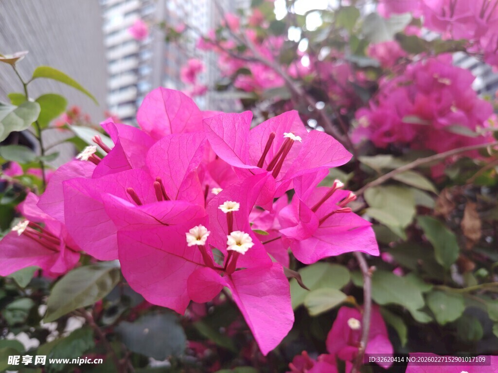 娇艳三角梅绽放