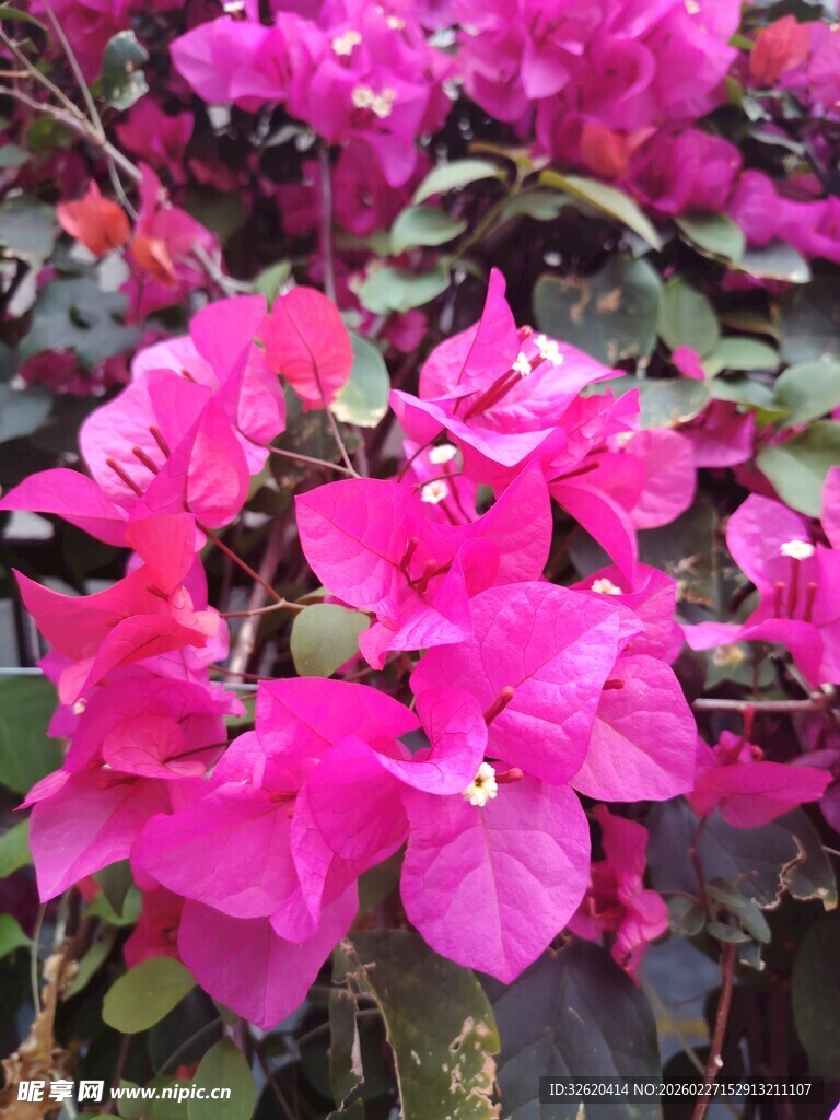 艳丽三角梅绽放