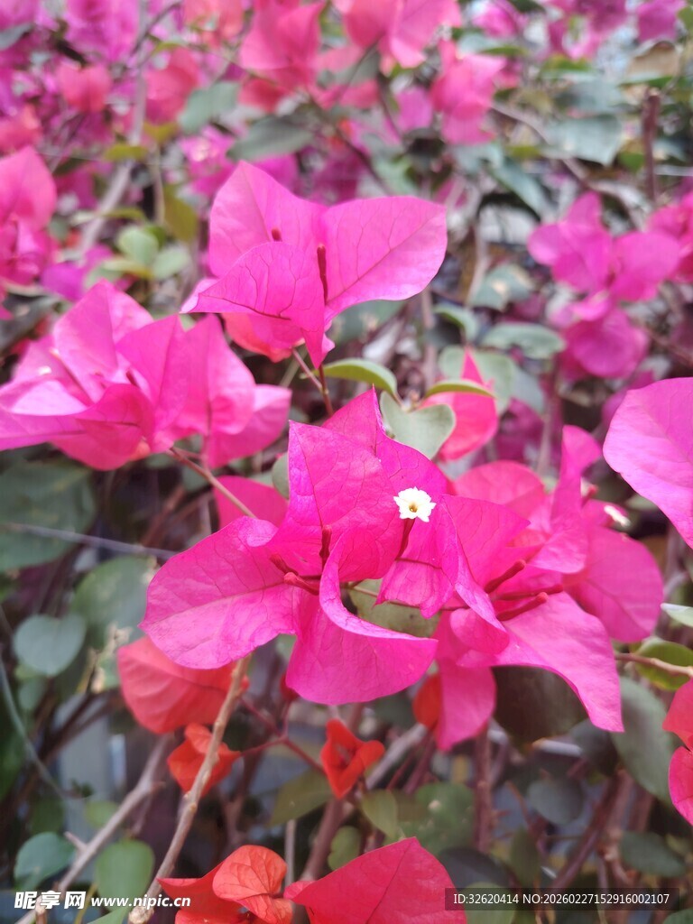 娇艳三角梅绽放