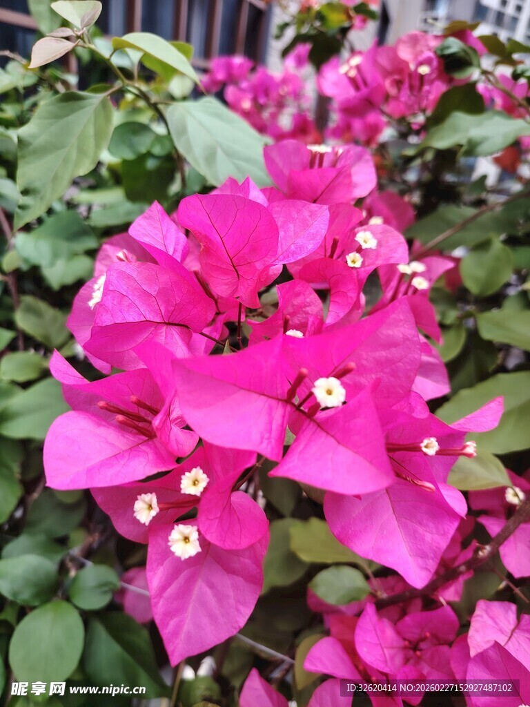 娇艳三角梅绽放