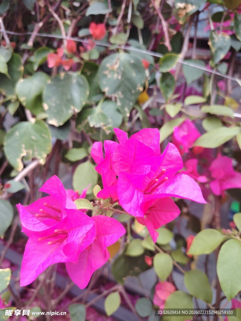 艳丽三角梅绽放