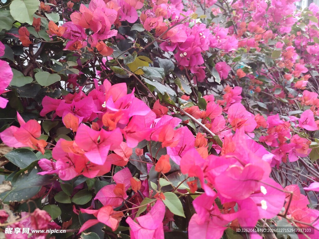 艳丽三角梅绽放