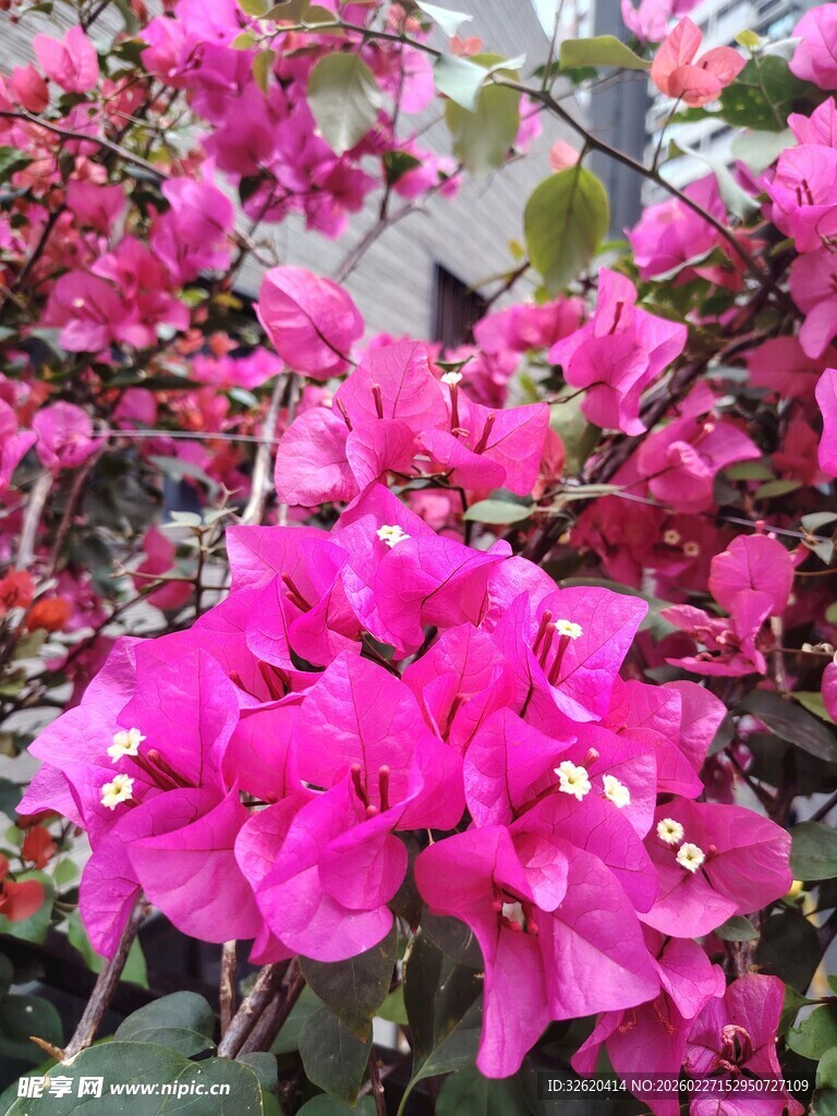 娇艳三角梅绽放