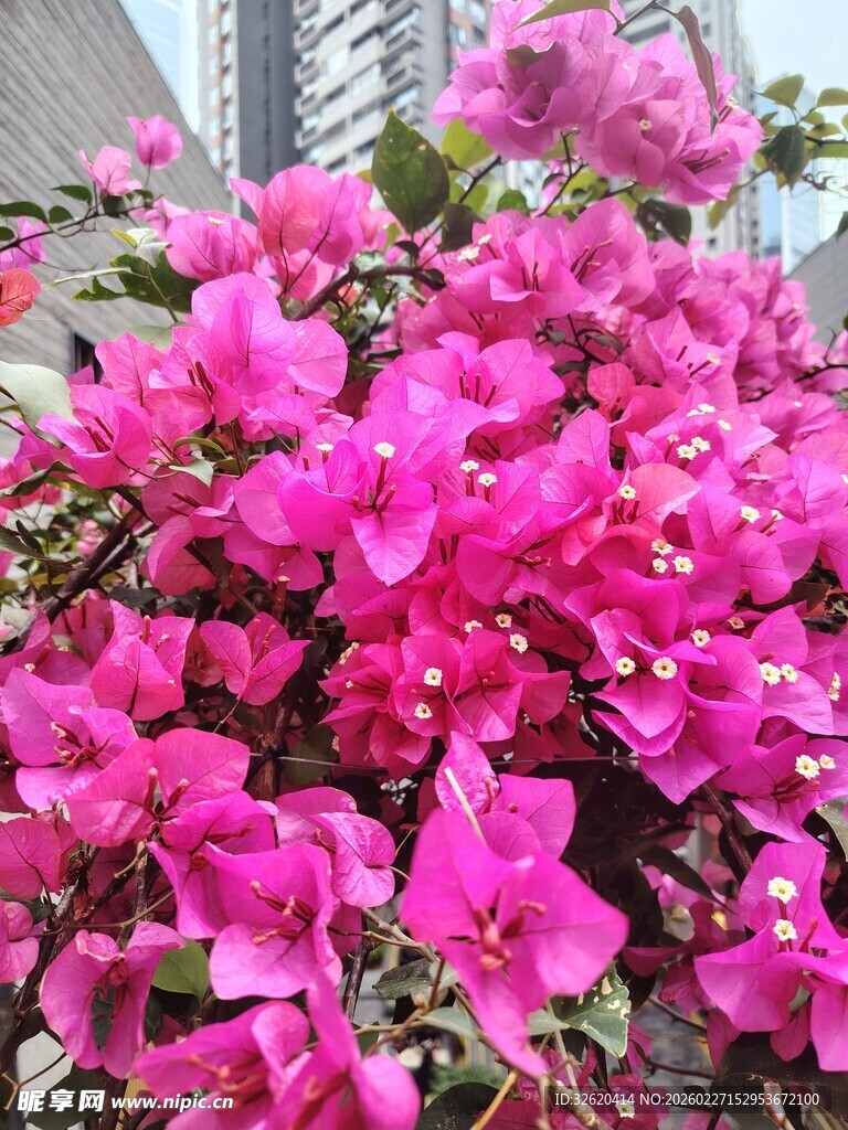 艳丽三角梅绽放