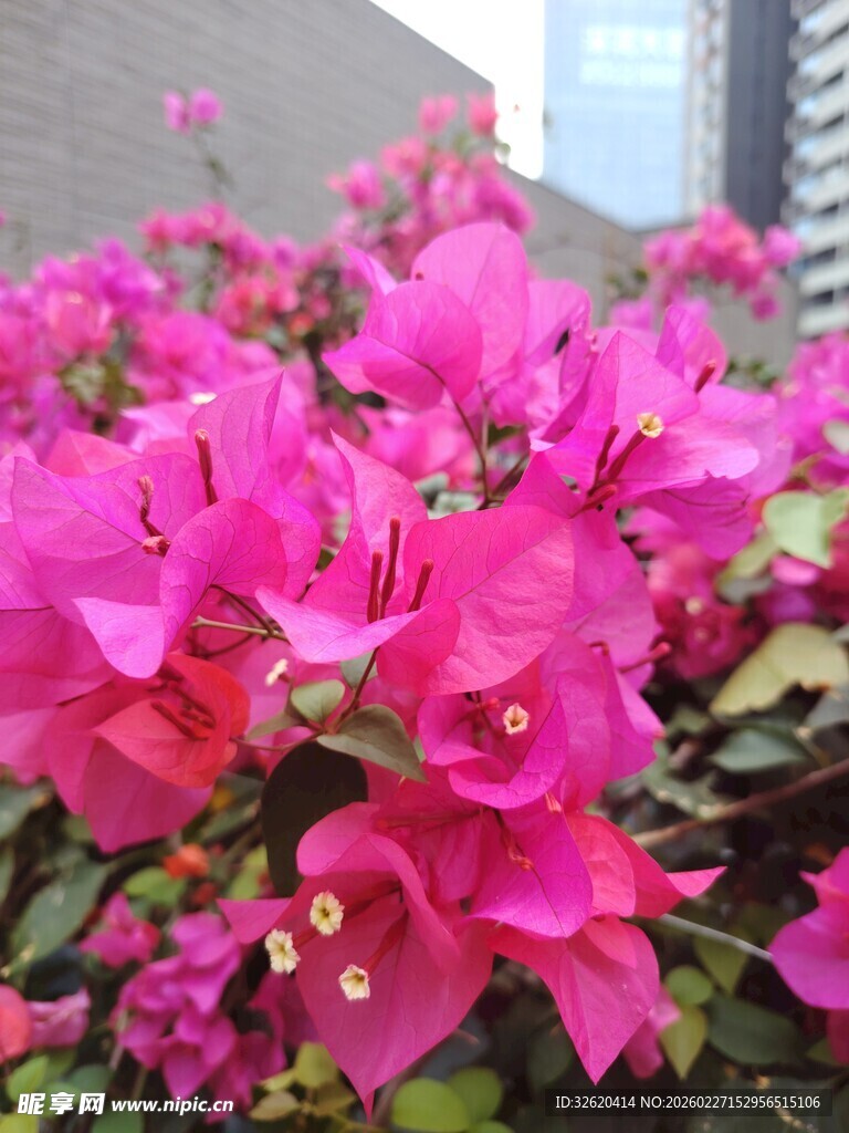 艳丽三角梅绽放