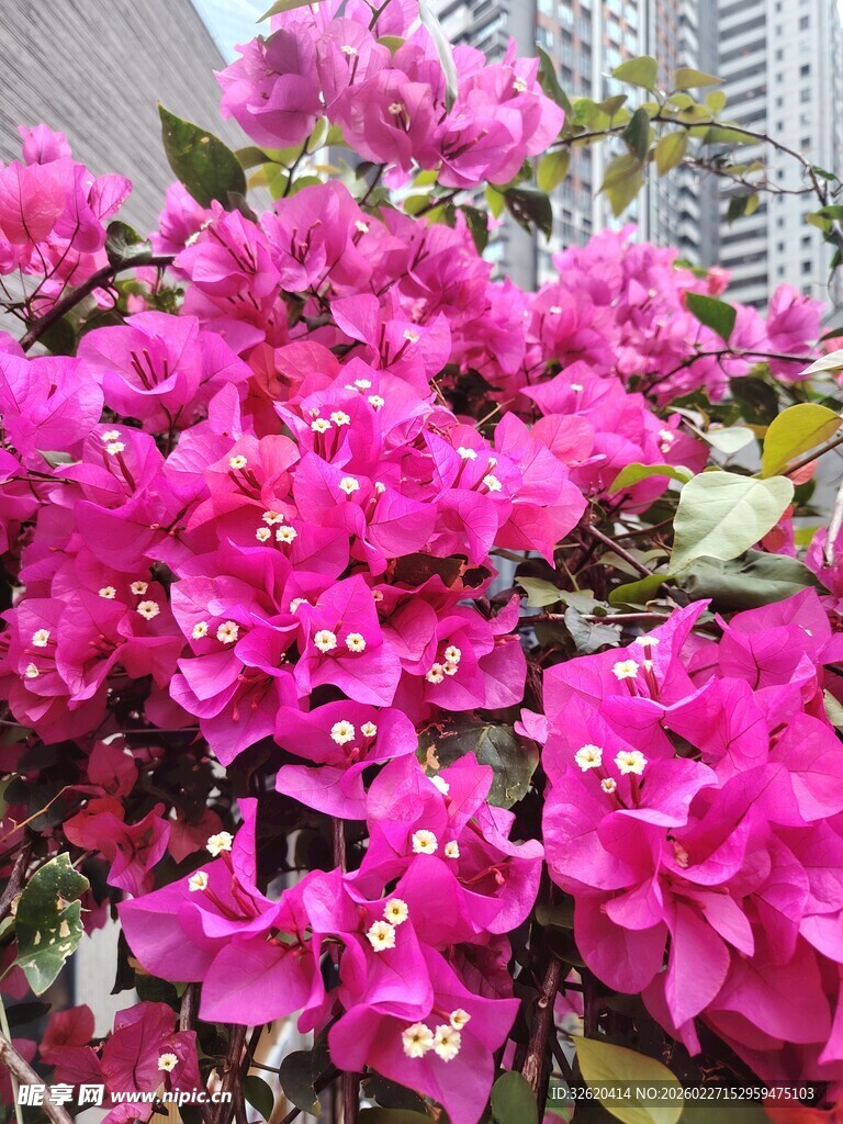 艳丽三角梅绽放