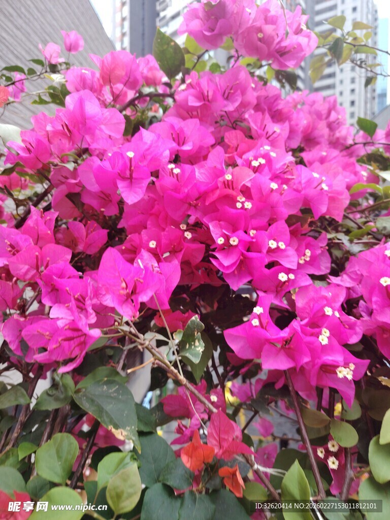 艳丽三角梅绽放