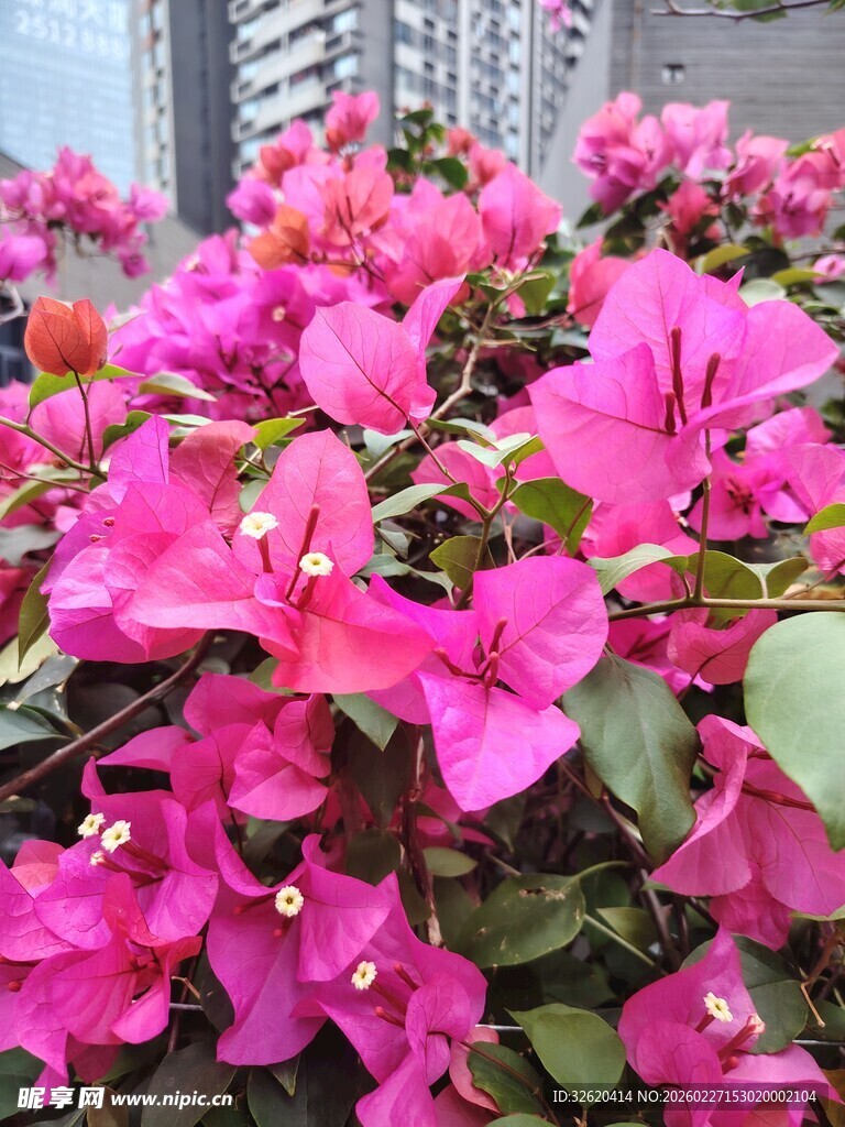 艳丽三角梅绽放