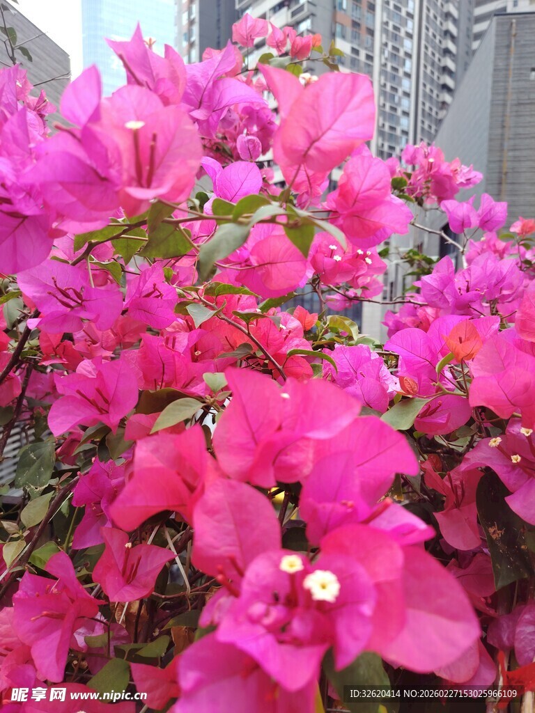 艳丽三角梅绽放