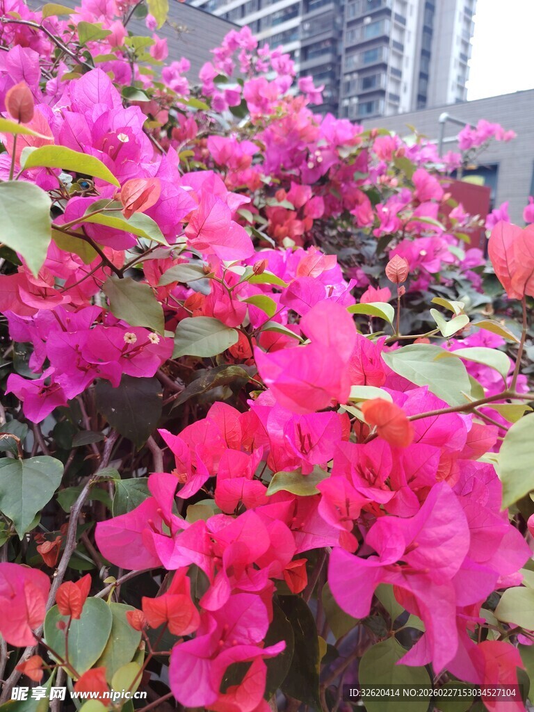 艳丽三角梅绽放