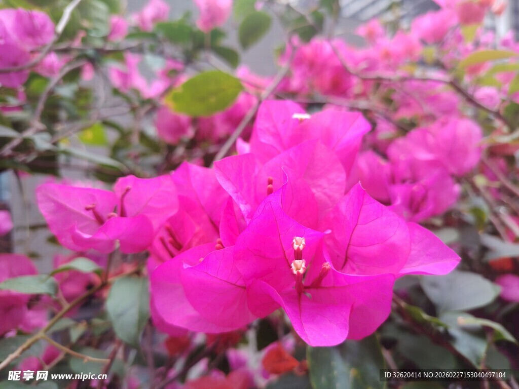 娇艳三角梅绽放