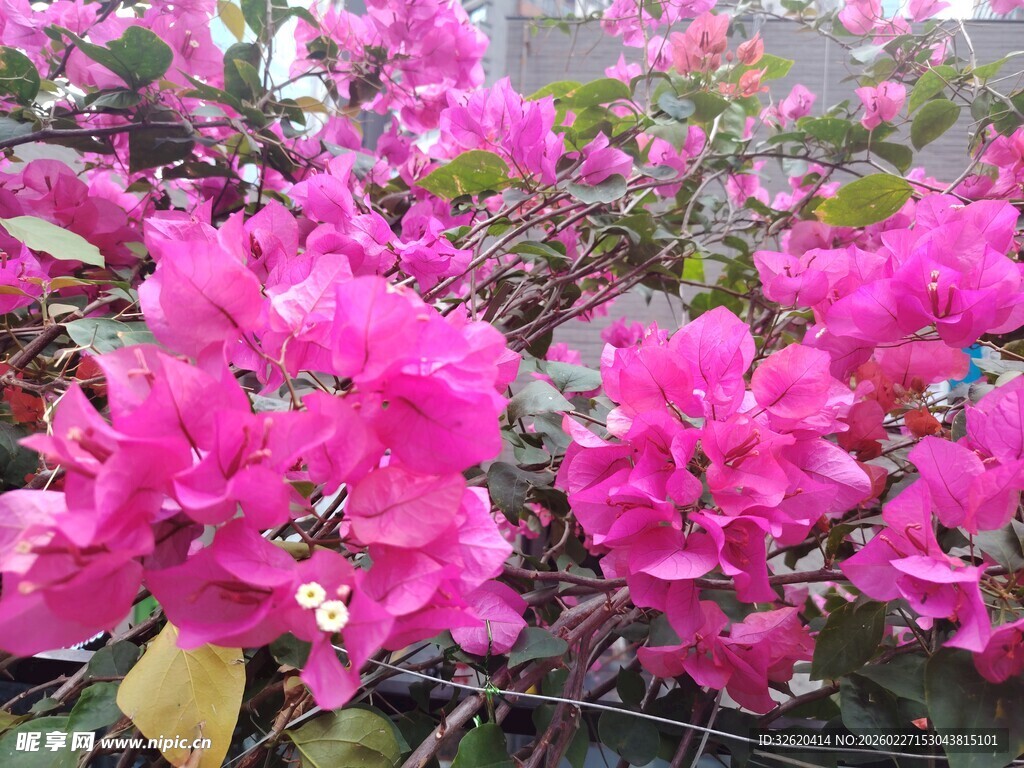 艳丽三角梅绽放