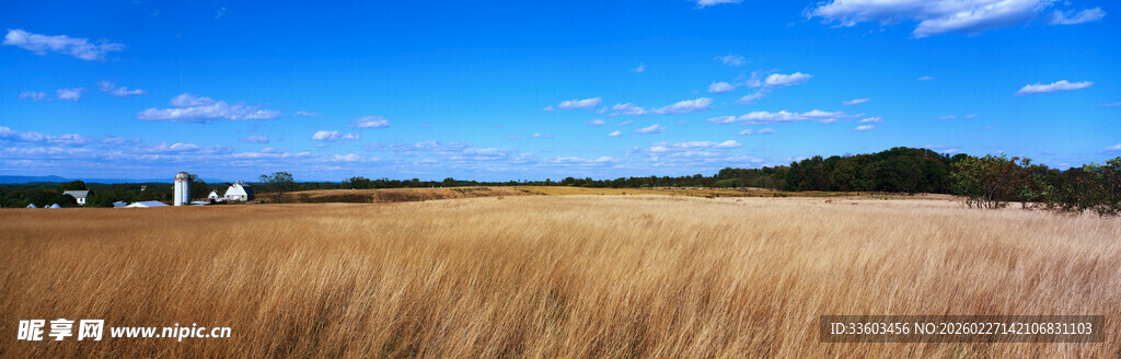 广袤金黄田野与蓝天风景