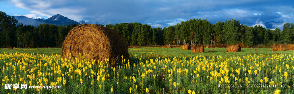 田野中的金黄干草堆