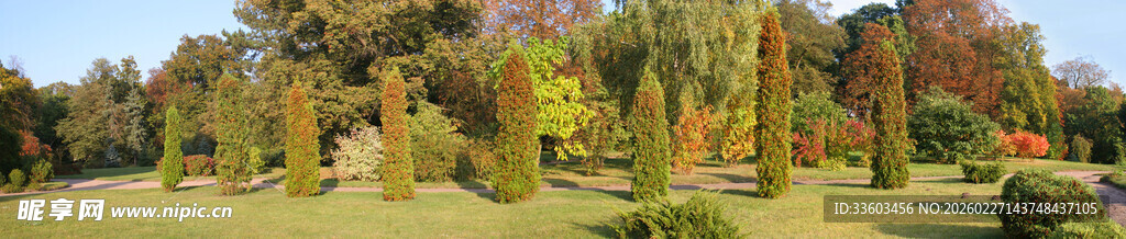 秋日多彩树林风景