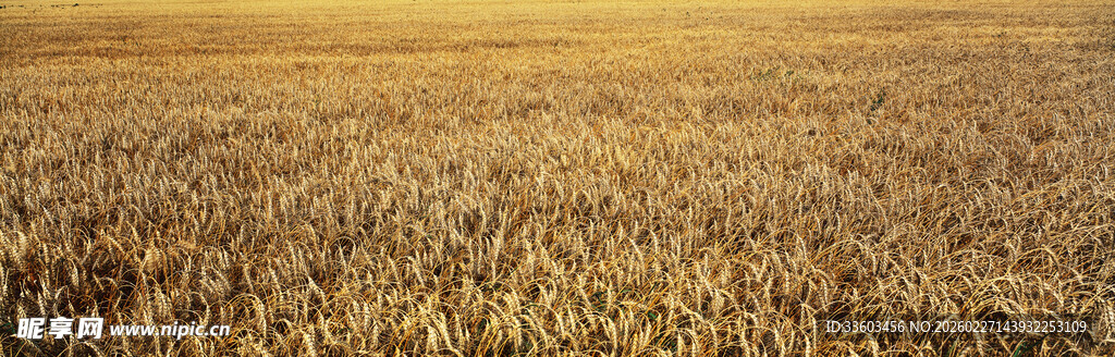 金色麦田美景