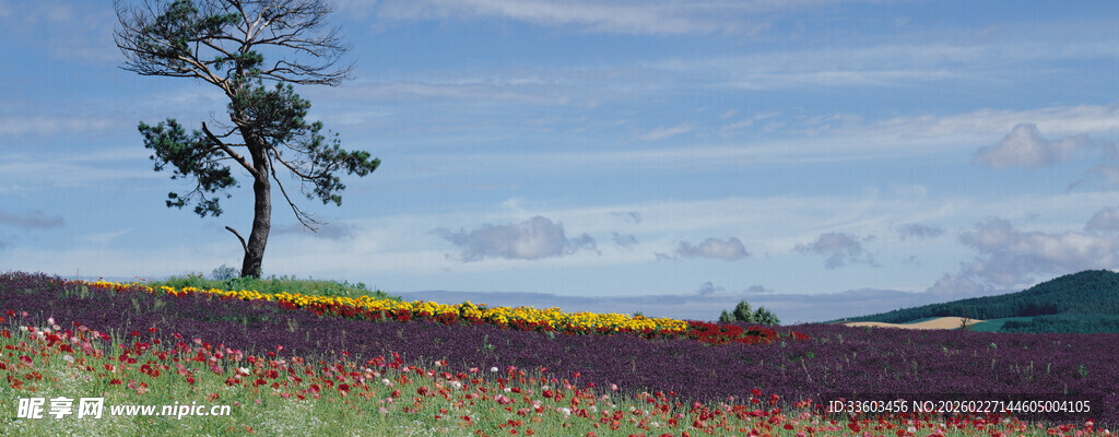 孤树绽于多彩花田之上
