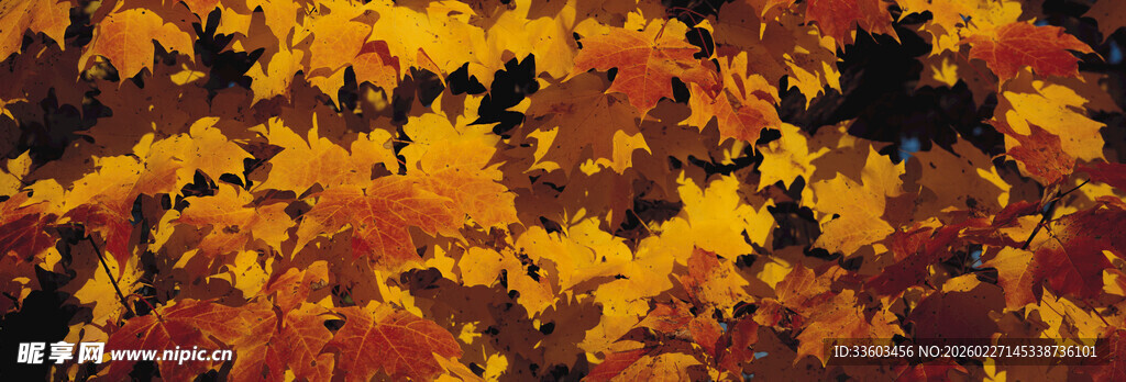 秋日绚烂枫叶美景