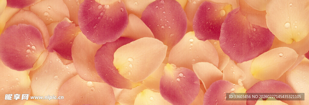 缤纷玫瑰花瓣特写