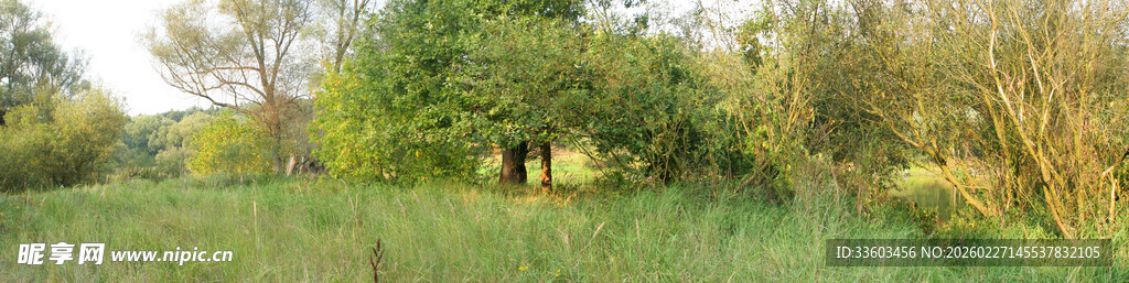 绿意盎然的野外风光